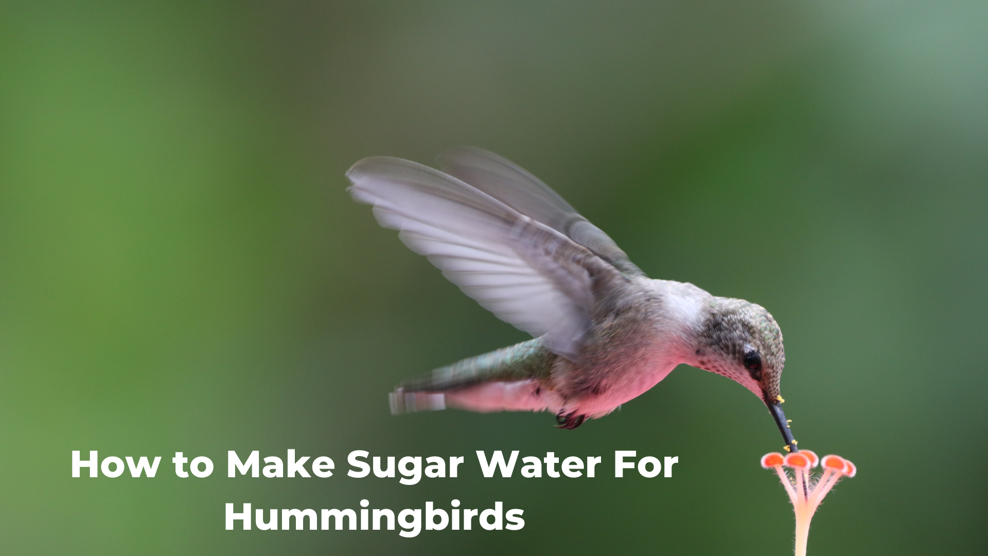 how-to-make-sugar-water-for-hummingbirds-quackups