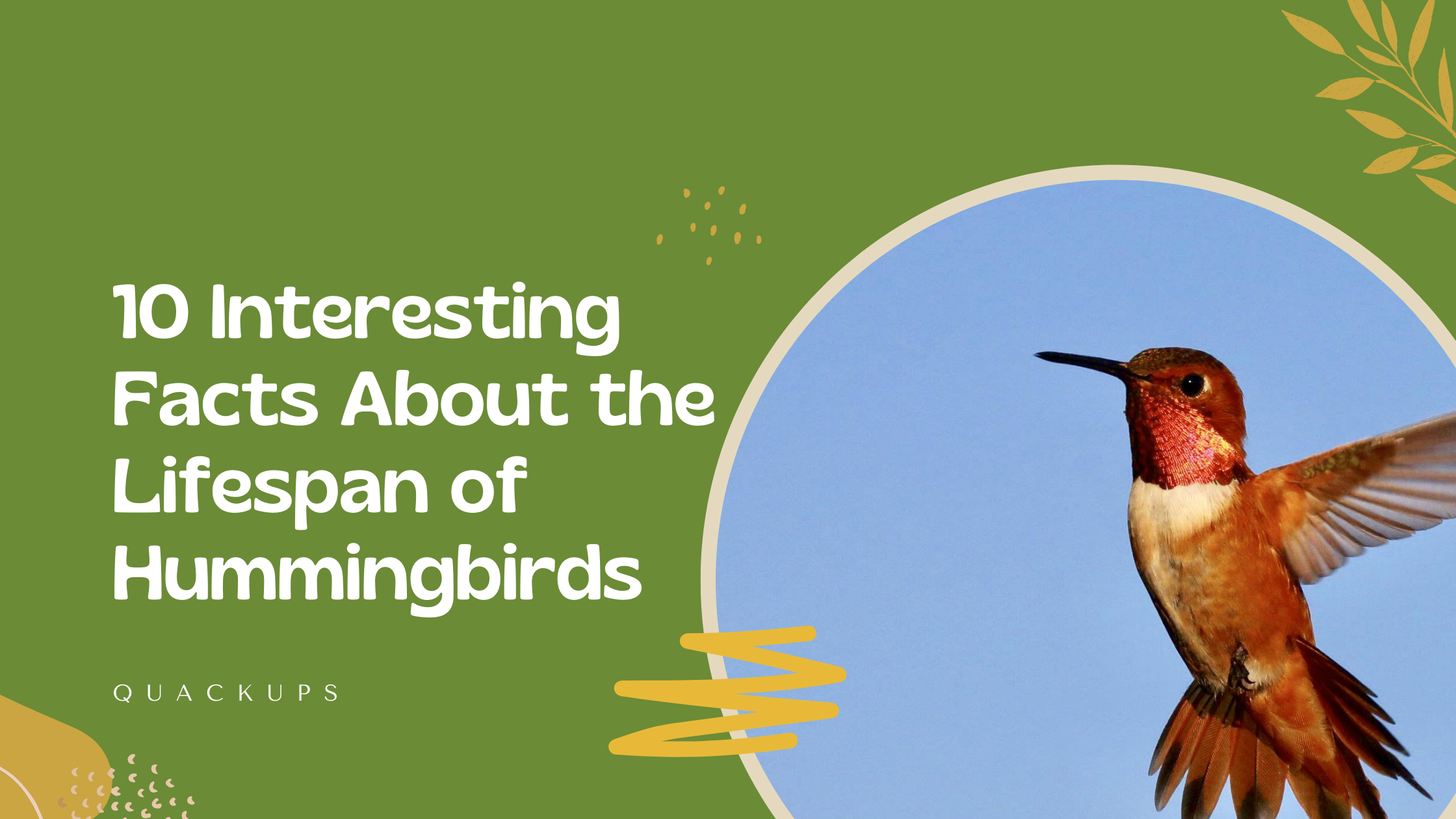 10 Interesting Facts About the Lifespan of Hummingbirds – Quackups