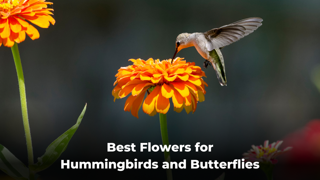 best flowers for hummingbirds and butterflies 