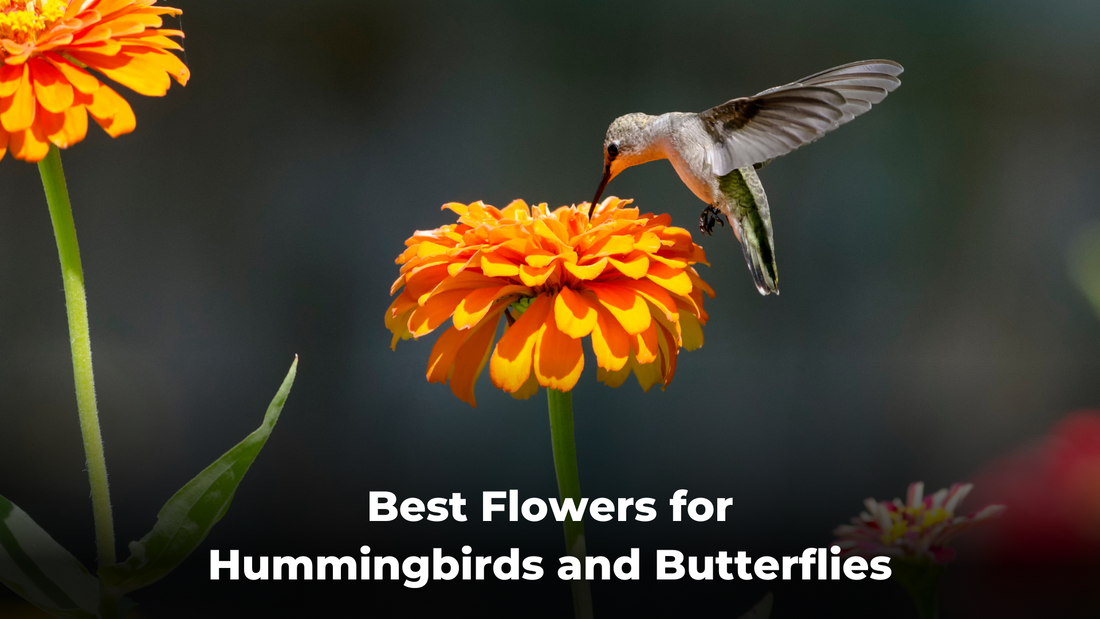 Best Flowers for Hummingbirds and Butterflies - Quackups