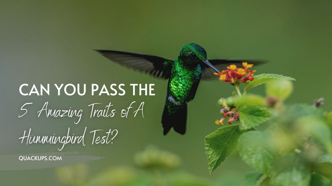 Can You Pass the 5 Amazing Traits of A Hummingbird Test?