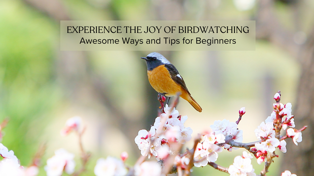 Experience the Joy of Birdwatching Awesome Ways and Tips for Beginners