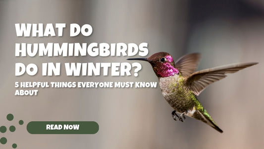 winter hummingbirds guide