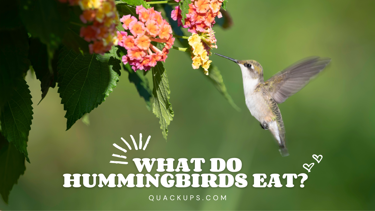 What Do Hummingbirds Eat? – Quackups