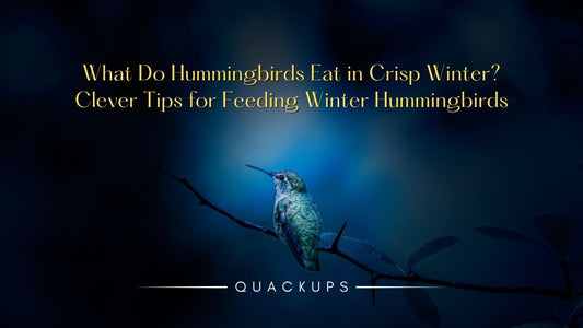 tips for feeding winter hummingbirds 