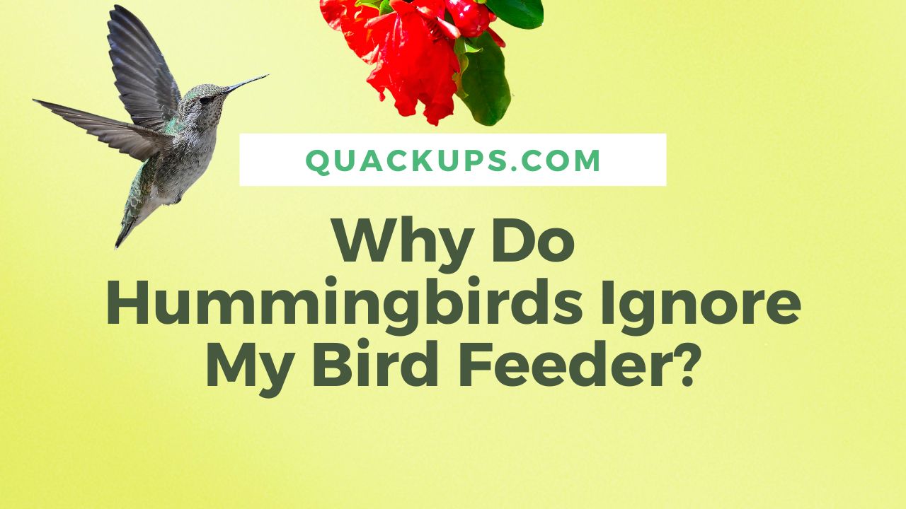 Why Do Hummingbirds Ignore My Bird Feeder – Quackups