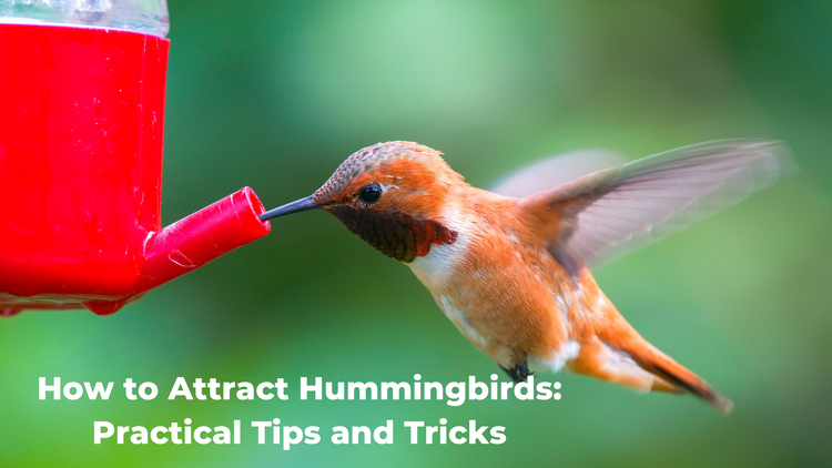 How to Attract Hummingbirds: Practical Tips and Tricks – Quackups