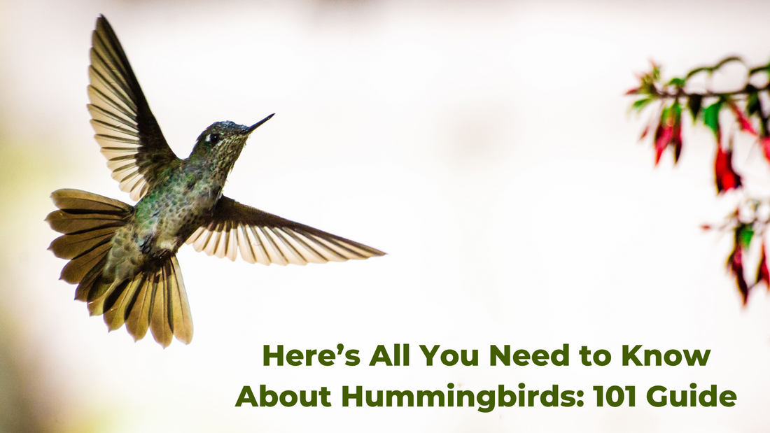 hummingbirds 101 guide 