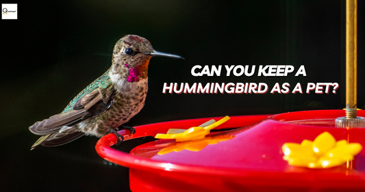 can you legally keep a hummingbird as a pet