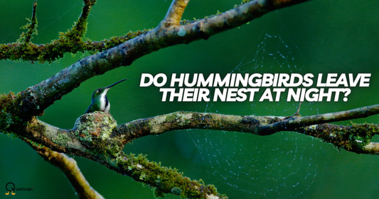 do hummingbirds leave their nest at night