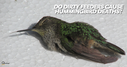 Are Your Dirty Hummingbird Feeders Harming Wildlife? The Truth Revealed