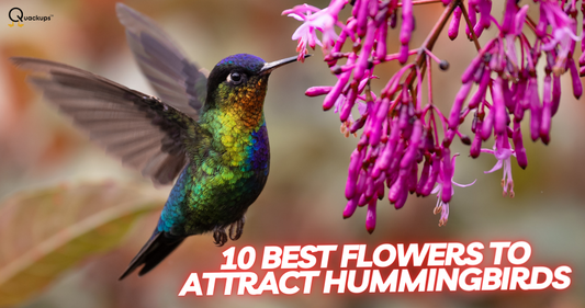 Top 10 Nectar-Rich Flowers to Attract Hummingbirds