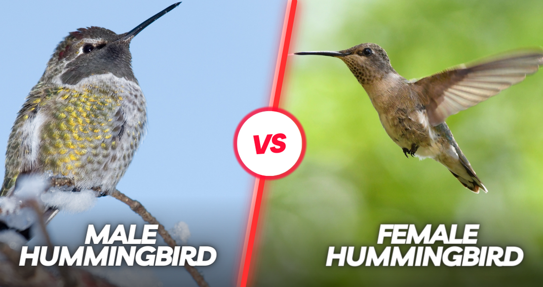 Gender Marvels: Revealing the Secrets of Male and Female Hummingbirds