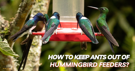 Achieve Ant-Free Feeding: How To Keep Ants Out of Hummingbird Feeders?